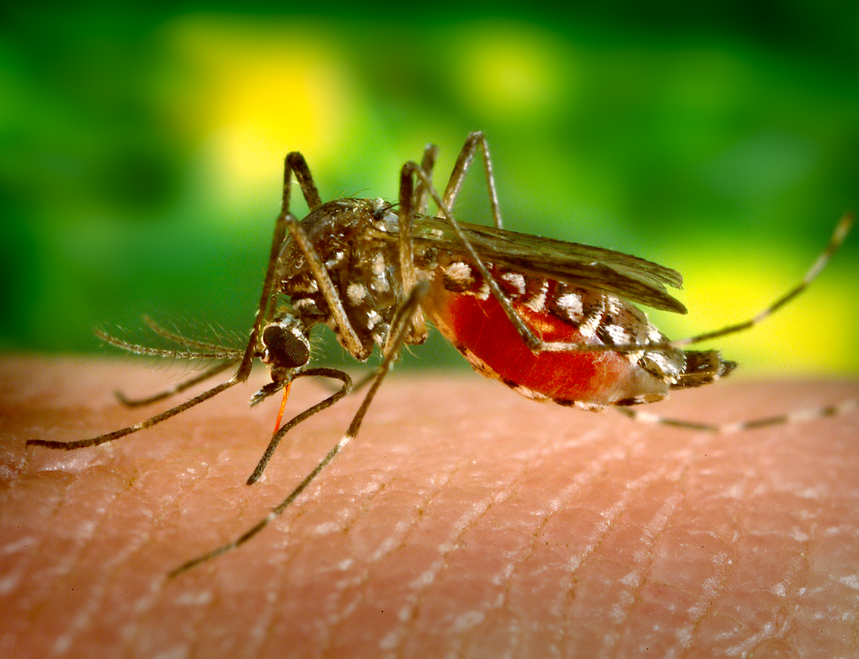 Diagnóstico da dengue: qual a melhor forma?